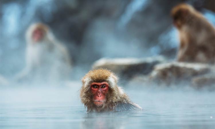 monos-disfrutando-en-spa